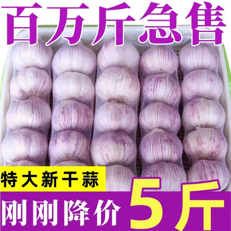 干蒜5斤紫白皮大蒜头山东金乡干大蒜干蒜头种籽白皮非自种种蒜