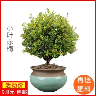小叶赤楠盆景老桩植物办公室绿植室内盆栽好养活四季常青客厅茶几