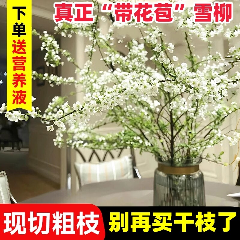 雪柳鲜枝干枝水培植物室内干枝龙柳绿植泡水长叶鲜花干支遇水开花