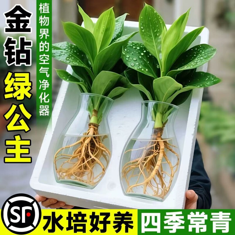 水培大叶金钻绿植绿公主盆栽带花苞室内养植物办公室桌面花卉客厅