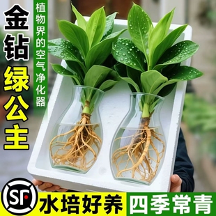 水培大叶金钻绿植绿公主盆栽带花苞室内养植物办公室桌面花卉客厅