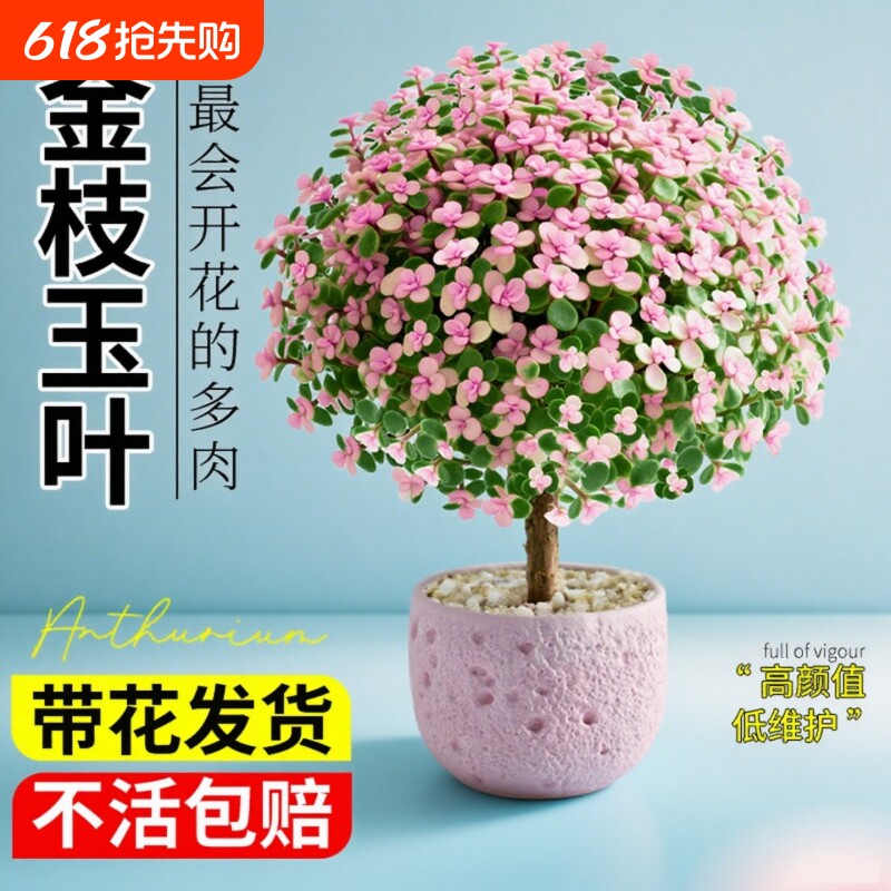 金枝玉叶盆栽老桩多肉水培植物花卉绿植室内四季好养客厅带花造型