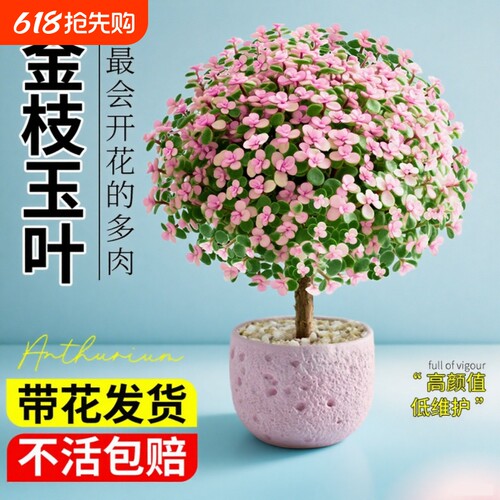 金枝玉叶盆栽老桩多肉水培植物花卉绿植室内四季好养客厅带花造型