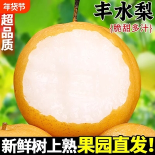 新上市头茬丰水梨当季新鲜采摘水果时令口感汁水多脆甜