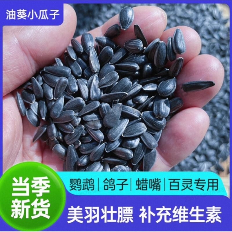 油葵花籽瓜子油葵子新上生小瓜子葵花子油葵鸟食鹦鹉仓鼠零食鸽粮