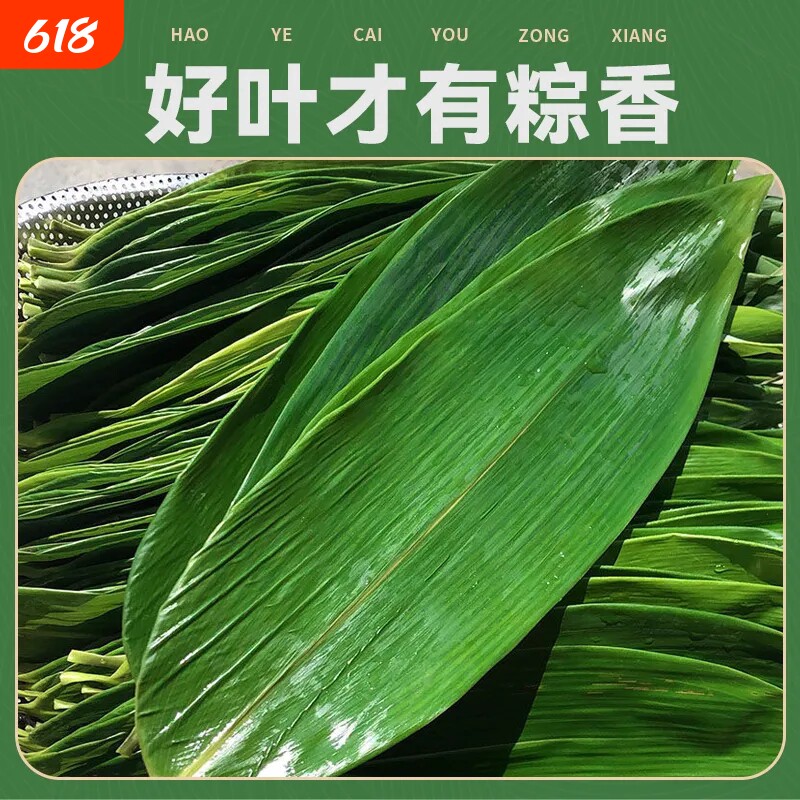新鲜粽子叶特大端午节包粽号叶官方旗舰店批子专用批发商用鲜粽叶
