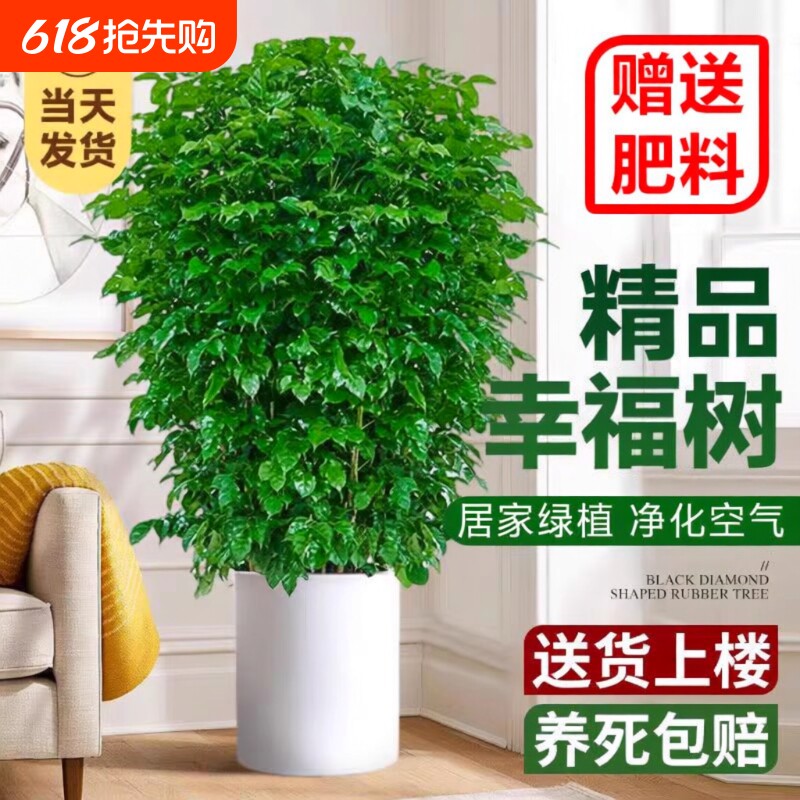 幸福树盆栽室内客厅新家易成活净化空气大绿植办公室四季长青植物