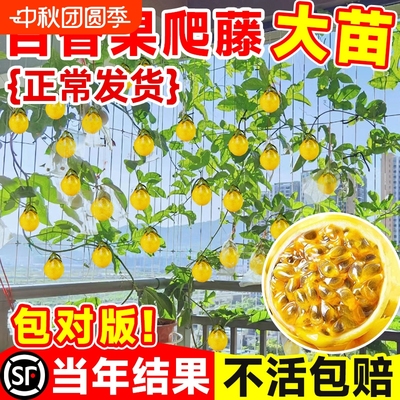 百香果钦蜜9号30天不活包补