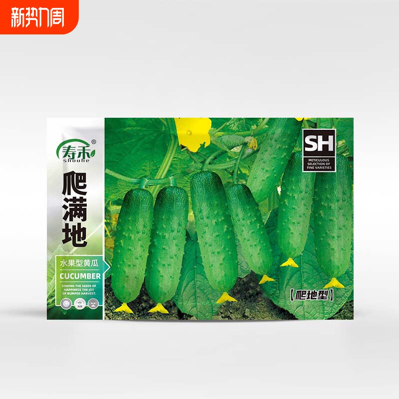 满地爬黄瓜苗种孑苗高产种子青瓜四季水果秧苗蔬菜子大全秋菜苗旱