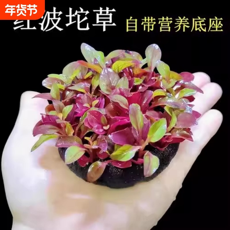 鱼缸红波坨草中后景自带底座活体水草淡水懒人造景易活植物水培,鲜花速递/花卉仿真/绿植园艺,绿植,淘宝优惠券,粉丝福利购,淘宝优惠卷