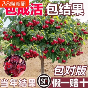 正宗车厘子树苗大樱桃果树果苗嫁接矮化盆栽水果树南方北种植庭院