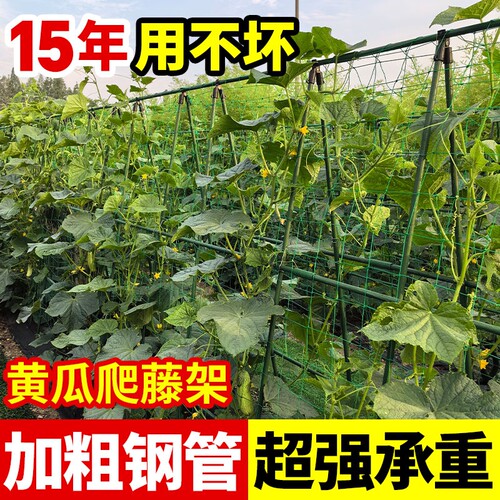 黄瓜爬藤架豆角西红柿支撑