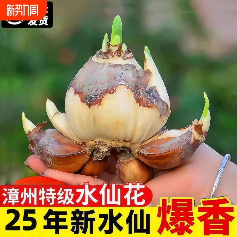 漳州水仙花种球盆栽室内绿植四季开花卉水培好养带花苞洋水仙重瓣