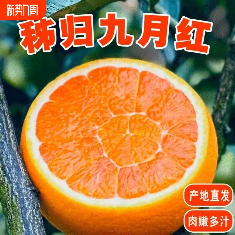 九月红橙子秭归脐橙现摘新鲜水果湖北宜昌当季手剥年货节果冻果园