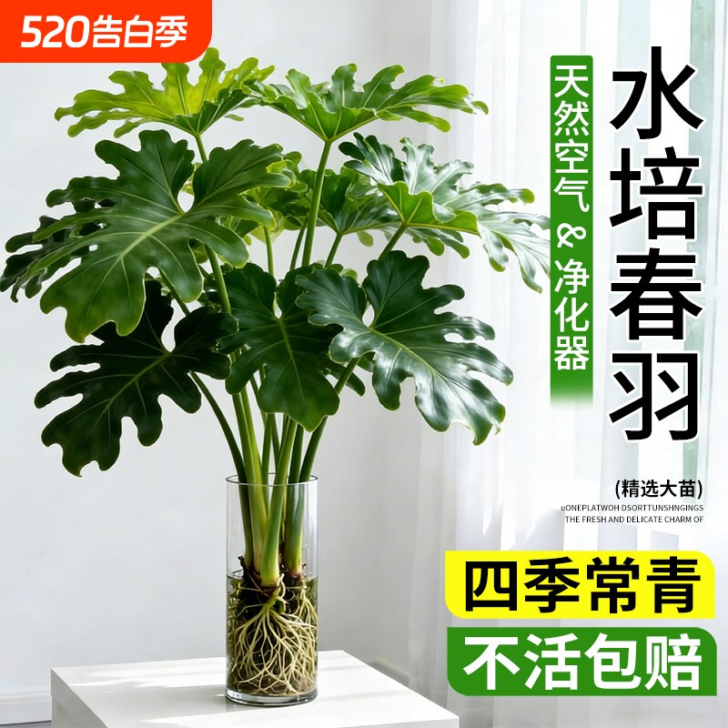 春羽龟背竹水培植物室内盆栽客厅办公室桌面绿植花卉大叶水养家里