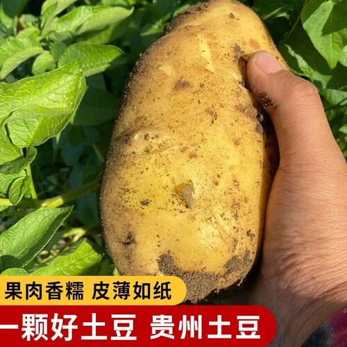 农家大土豆新鲜高山现挖