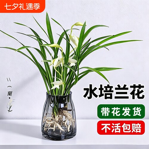 室内耐寒兰花苗盆栽|万人加购