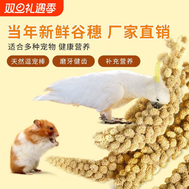 新品鹦鹉黄谷穗鸟粮鸟饲料零食天然带壳谷子仓鼠造景装饰新鲜