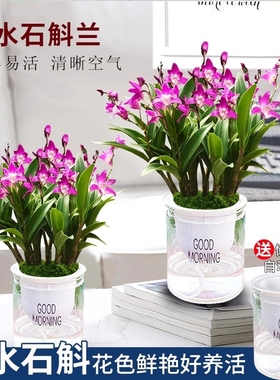七彩香水石斛兰花苗盆栽带花苞水培绿植花卉香氛室内外好养罕见