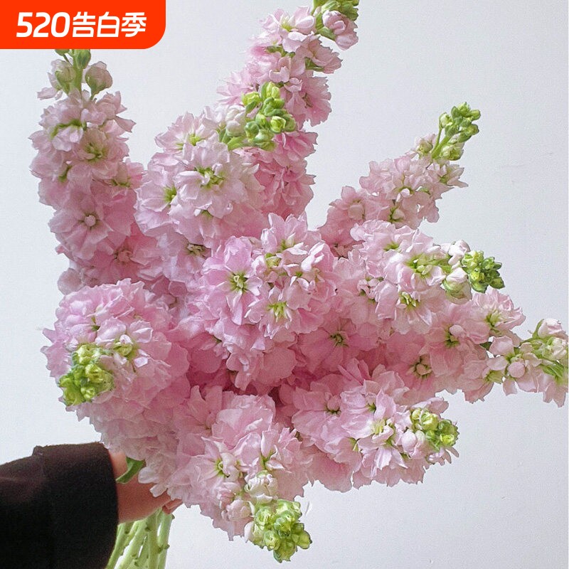 新鲜紫罗兰鲜花云南基地直发家用水养插花昆明直供鲜切花同城速递