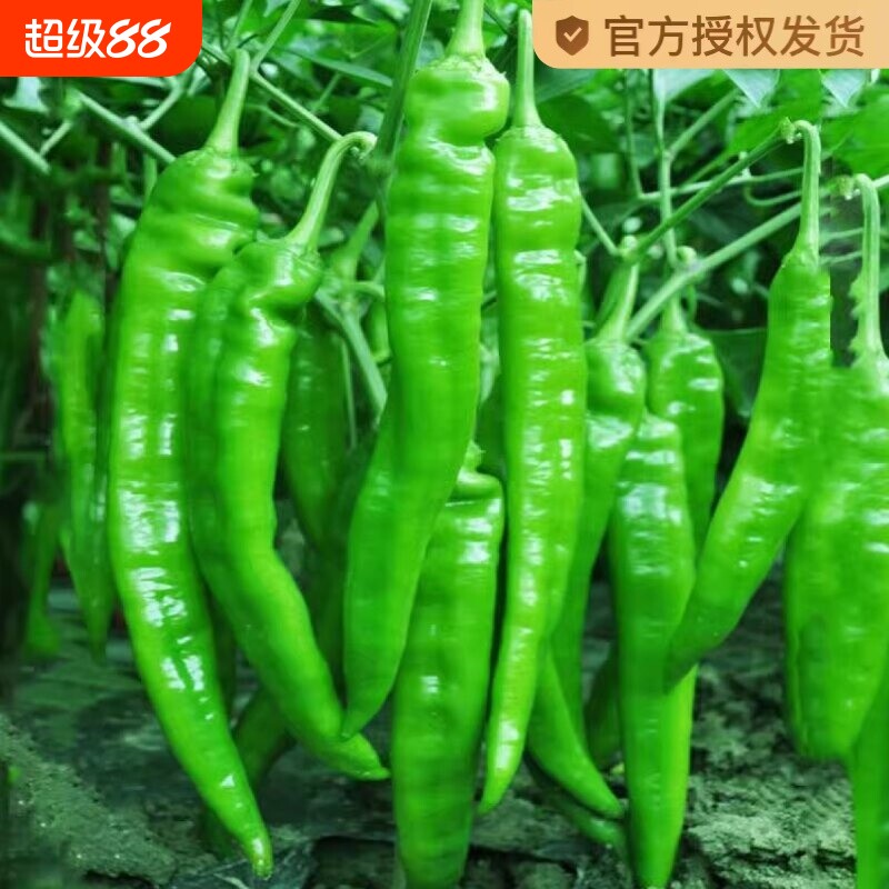 牛角辣椒高产美人椒种子苗青春秋四季蔬菜青椒朝天椒水果羊角椒图片