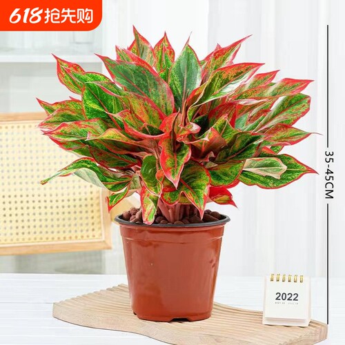 万年红盆栽花卉植物如意皇后观叶绿植四季室内好养