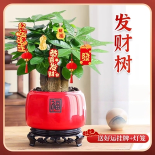 2026招财发财树小盆栽客厅办公室盆景绿植办公桌好养大盆书房阳台