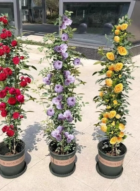 1米6藤本月季蔷薇花苗爬藤绿植物四季开花卉盆栽月季花小苗庭院