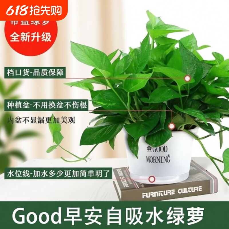 绿萝盆栽室内花卉植物吸甲醛净化空气长藤垂吊兰绿箩水培绿植阳台