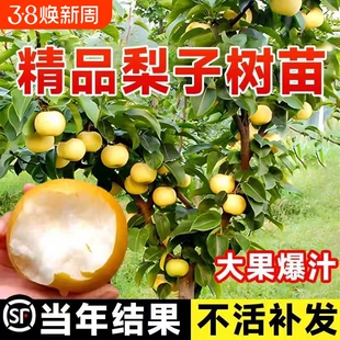 梨树果苗嫁接苗翠冠梨树丰水梨子树苖地栽当年结果梨树苗果树果苗