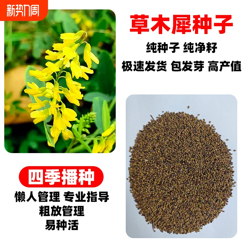 草木犀种子果园绿肥四季高产耐盐耐碱护坡牧黄花草种籽高蛋白草籽
