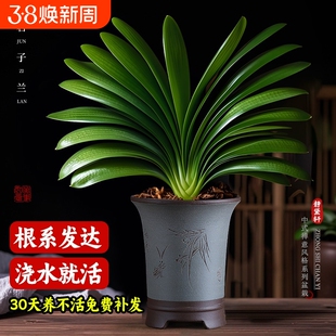四季好养盆景特大号君子兰盆栽名贵国宝级年宵花卉室内客厅绿植物