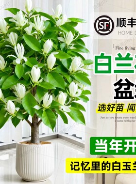白兰花盆栽老桩玉兰花树苗黄角兰带花苞室内四季开花卉阳台好养活