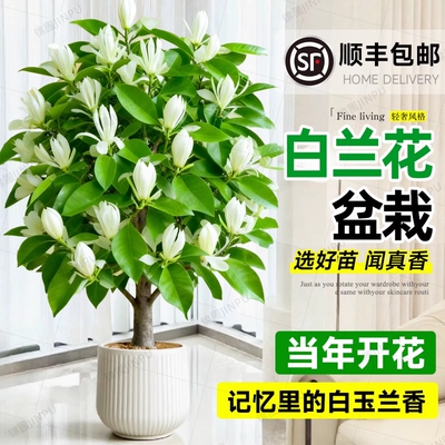 白兰花盆栽老桩玉兰花树苗黄角兰带花苞室内四季开花卉阳台好养活