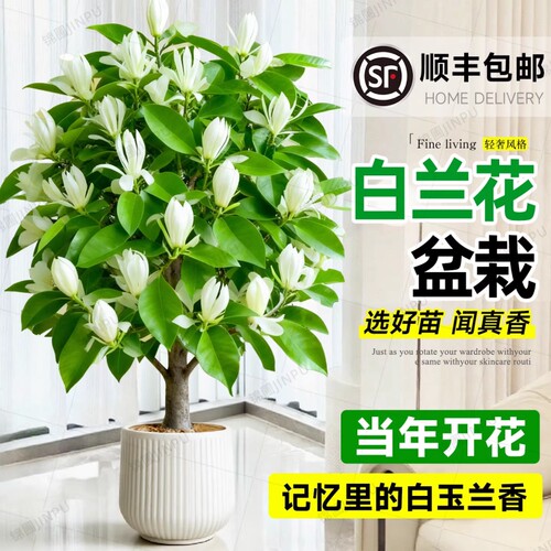 白兰花盆栽老桩玉兰花树苗黄角兰带花苞室内庭院浓香型四季开花卉