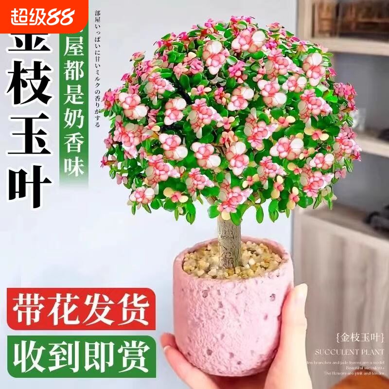金枝玉叶盆栽造型多肉雅乐之舞老桩室内小盆景植物好养客厅办公室图片