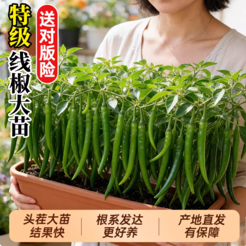 椒秧苗小辣椒朝天椒螺丝椒金条椒大全种籽阳台高产不辣薄皮种植