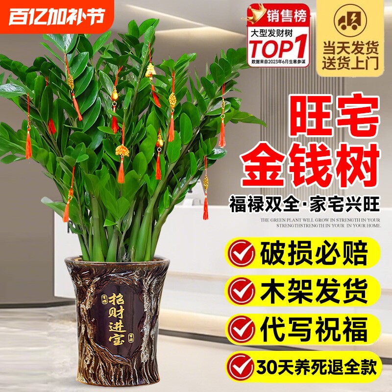 金钱树盆栽客厅大花盆办公室内大型绿植招财旺宅开业乔迁四季好养