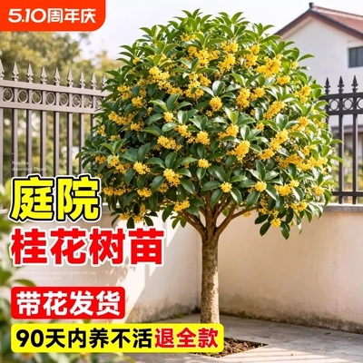 四季桂花树苗金桂庭院地栽盆栽八月丹桂花卉绿植物耐寒开花花期