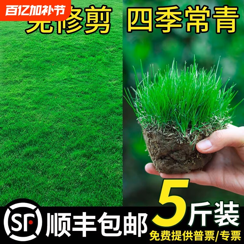 草坪草籽四季常青护坡固土狗牙根矮生庭院地毯草绿化黑麦草种籽子