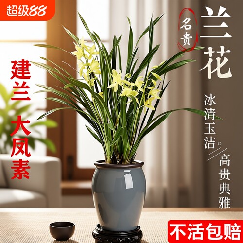 四季兰建兰大凤素夏带花苞开花室内花卉兰花苗客厅名贵香水品种