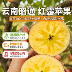 正宗昭通苹果红露丑苹果高原当季新鲜孕妇红富士现摘现发水果糖心