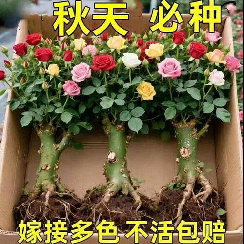 玫瑰花苗老桩盆栽花卉多季节开花绿植物月季老根阳台四季种植庭院