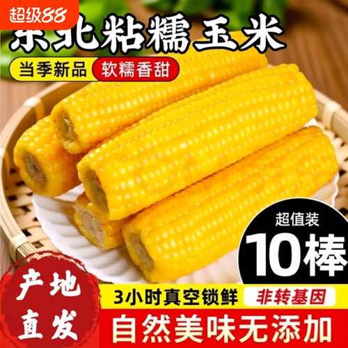 东北黄黏糯玉米棒新鲜粘苞米真空包装白糯玉米现摘头茬新玉米