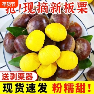 【香甜】2025新鲜丹东生板栗当季板栗生栗子新下树油野栗大板栗仁