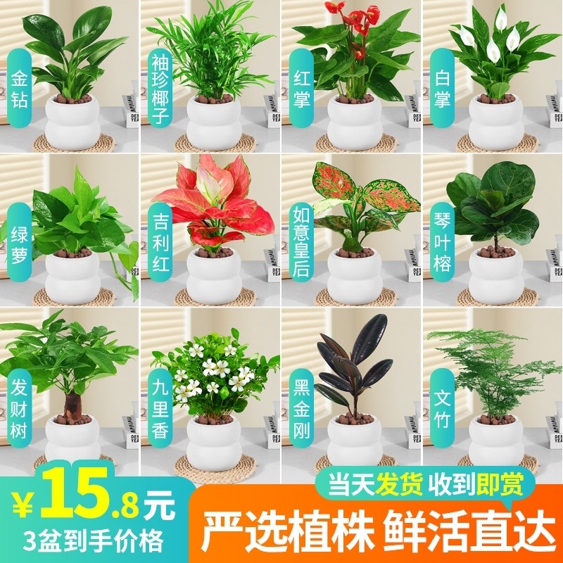 绿萝发财树文竹多肉花卉盆栽植物室内薄荷富贵竹水培小绿植好养活