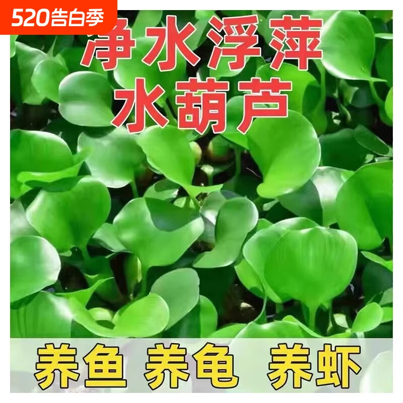 水葫芦水生植物水草水浮莲池塘鱼缸造景净化水质包邮室内养鱼养龟