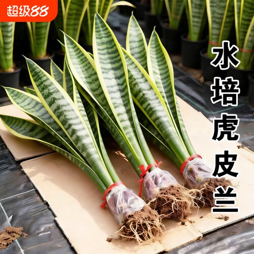 虎皮兰室内水培绿植|千人加购