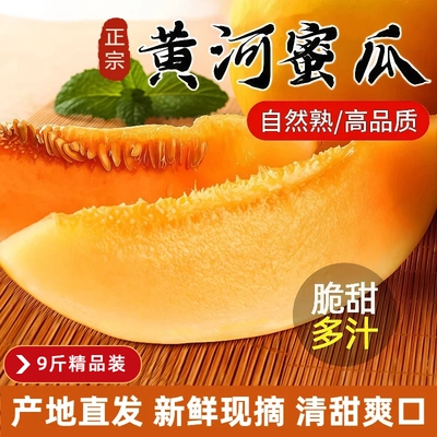 甘肃民勤蜜瓜沙漠黄河哈密瓜甜瓜当季新鲜水果现摘脆甜精品整箱