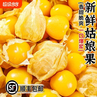正宗东北姑娘果3斤特产大果菇娘果水果新鲜整箱当季东北灯笼果黄